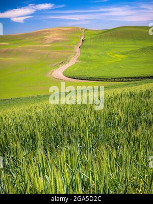 Strada di campagna vicino alla città di Garfield nella zona Palouse dello stato di Washington. Foto Stock