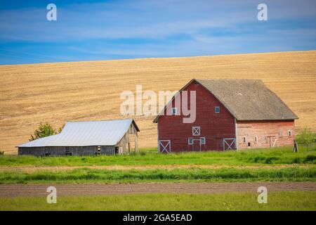 Fienile antico edificio nel settore agricolo area Palouse dello stato di Washington orientale. Foto Stock