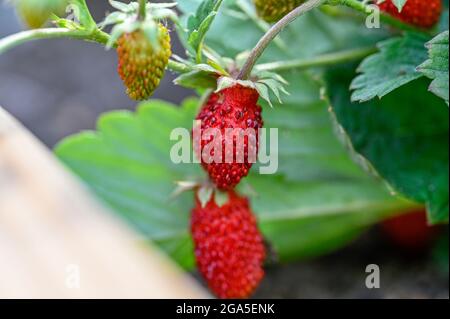 fragole selvatiche raccolte a mano in giardino pronti a mangiare Foto Stock