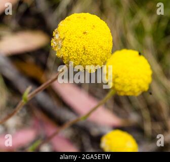 Billy Buttons (Craspedia spp.) primo piano di floerhead, Mt Wills, Alpine National Park, Victoria, Australia Foto Stock