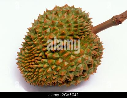 Mondo: Durian (Durio sensu lato è un grande frutto nativo del Sud-est asiatico. Considerato da molte persone nel sud-est asiatico come il "re dei frutti", il durian è distintivo per le sue grandi dimensioni, il forte odore e formidabile buccia ricoperta di spine. Il frutto può crescere grande come 30 centimetri (12 in) lungo e 15 centimetri (6 in) in diametro e pesa tipicamente uno a tre chilogrammi (2 a 7 lb). La sua forma varia da oblunga a rotonda, il colore del suo verde di buccia al marrone, e la sua carne giallo pallido al rosso, a seconda della specie. Foto Stock