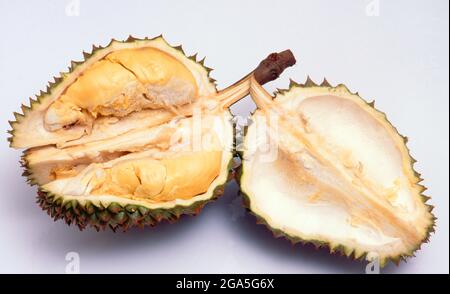 Mondo: Durian (Durio sensu lato è un grande frutto nativo del Sud-est asiatico. Considerato da molte persone nel sud-est asiatico come il "re dei frutti", il durian è distintivo per le sue grandi dimensioni, il forte odore e formidabile buccia ricoperta di spine. Il frutto può crescere grande come 30 centimetri (12 in) lungo e 15 centimetri (6 in) in diametro e pesa tipicamente uno a tre chilogrammi (2 a 7 lb). La sua forma varia da oblunga a rotonda, il colore del suo verde di buccia al marrone, e la sua carne giallo pallido al rosso, a seconda della specie. Foto Stock