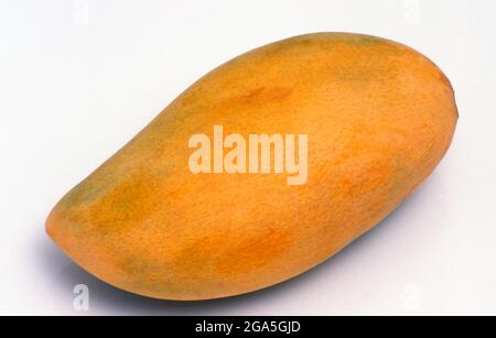 Un mango è un frutto di pietra commestibile prodotto dall'albero tropicale Mangifera indica che si ritiene abbia avuto origine dalla regione tra il Myanmar nord-occidentale, il Bangladesh e l'India nord-orientale. I manga sono stati coltivati nel sud e nel sud-est asiatico fin dai tempi antichi. Foto Stock