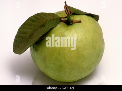 Mondo: Guava tailandese verde (Psidium guajava), una variante del frutto tropicale coltivato in molte regioni tropicali e subtropicali. La guava è un piccolo albero della famiglia dei mirti (Myrtaceae), originario del Messico, dell'America centrale, dei Caraibi e del Sud America settentrionale. La specie più frequentemente mangiata è la guava di mela. Foto Stock