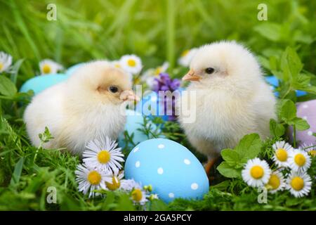 Polli con uova di Pasqua colorate dipinte su erba verde Foto Stock