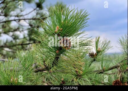 Ramo di pino con coni contro il cielo blu Foto Stock