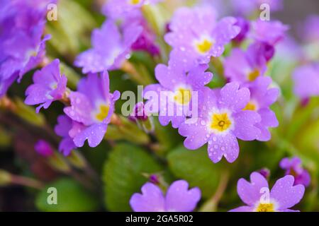 Fiori primaverili di Primula juliae (Julias Primrose) o primula viola con gocce di rugiada nel giardino delle sorgenti. Foto Stock