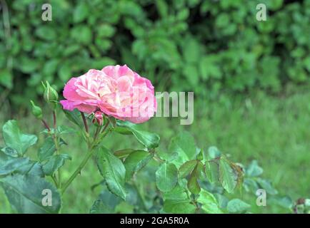 Rosa fiorente con un centro bianco nel giardino estivo. Foto Stock