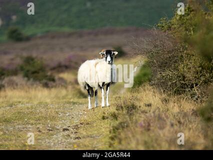 La razza Swaledale di pecore è una razza riconosciuta di ovine dure che possono ottenere la nutrizione in habitat duri frigidi e sono ben adatti alle brughiere Foto Stock