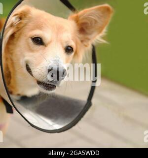 Ritratto di un cane che indossa un collare elisabettiano. Cane in un cono di plastica. PET in un collare protettivo dopo l'intervento chirurgico. Animale domestico divertente e divertente. Animale carino. Vicino. Foto di alta qualità Foto Stock