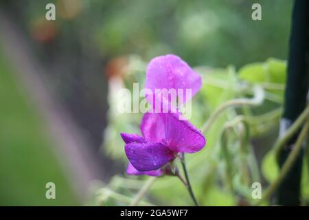 Fiori bellissimi fioriscono nel giardino Foto Stock
