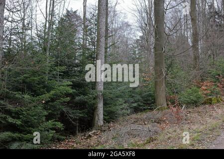 Foresta Nera con alberi senza foglie, pini, muschi e foglie secche Foto Stock