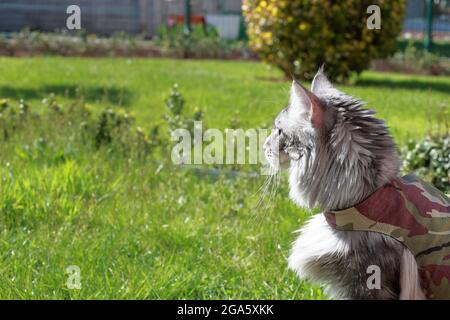 Gatto Maine con guinzaglio in giardino Foto Stock