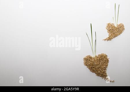 2 cuori da grani di avena con germogli su un bianco con spazio di copia. Foto Stock