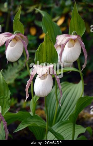 White Cypripedium Reginae (Showy Lady's Slipper Orchids) coltivato nella Casa Alpina a RHS Garden Harlow Carr, Harrogate, Yorkshire, Inghilterra, Regno Unito. Foto Stock