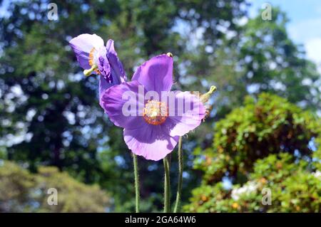 Single Light Purple Himalayan Poppy 'Seconopsis betonicifolia' Fiori cresciuti nei confini a RHS Garden Harlow Carr, Harrogate, Inghilterra, UK. Foto Stock