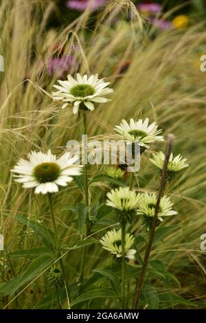 Fiori estivi in fiore, gigli, echinacea, rudbeckia in giardino su un letto estivo, in una giornata luminosa e calda. Foto Stock