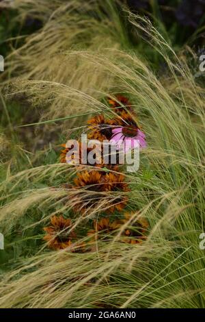 Fiori estivi in fiore, gigli, echinacea, rudbeckia in giardino su un letto estivo, in una giornata luminosa e calda. Foto Stock
