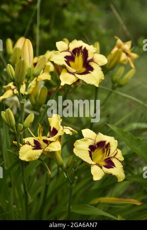Fiori estivi in fiore, gigli, echinacea, rudbeckia in giardino su un letto estivo, in una giornata luminosa e calda. Foto Stock