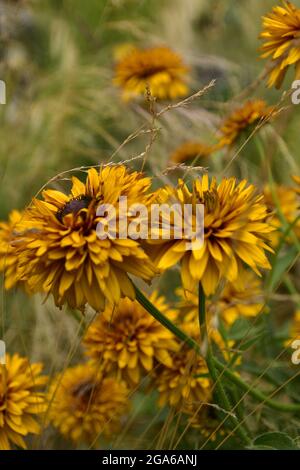 Fiori estivi in fiore, gigli, echinacea, rudbeckia in giardino su un letto estivo, in una giornata luminosa e calda. Foto Stock