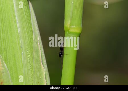 Primo piano di UNA grande formica nera insetto che sale su pianta di mais nel campo Foto Stock