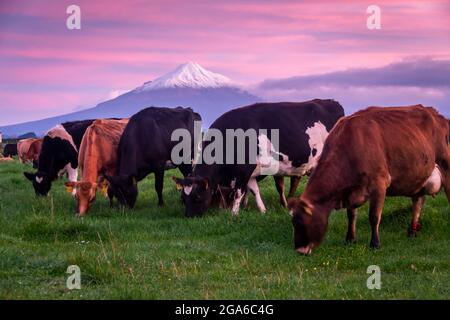 Bestiame che pascolano di fronte al Monte Taranaki, Normanby, Taranaki, Isola del Nord, Nuova Zelanda Foto Stock