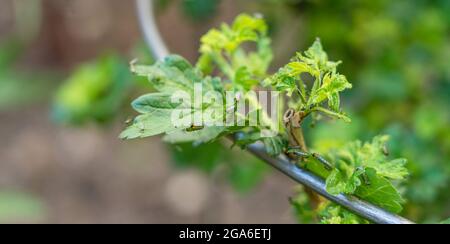 Foto closeup di Gooseberry Sawfly Caterpillars che divora le foglie sul cespuglio di uva spina Foto Stock