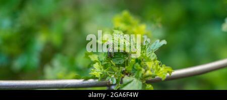 Foto closeup di Gooseberry Sawfly Caterpillars che divora le foglie sul cespuglio di uva spina Foto Stock