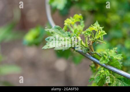 Foto closeup di Gooseberry Sawfly Caterpillars che divora le foglie sul cespuglio di uva spina Foto Stock