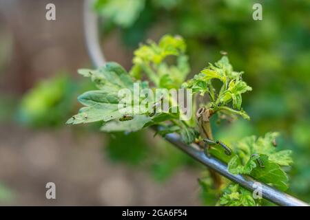 Foto closeup di Gooseberry Sawfly Caterpillars che divora le foglie sul cespuglio di uva spina Foto Stock