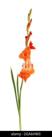 Fiori di gladiolo arancio isolati su sfondo bianco. Bellissimi fiori estivi. Foto Stock