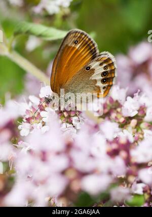 COENONYMPHA ARCANIA farfalla di brughiera Foto Stock
