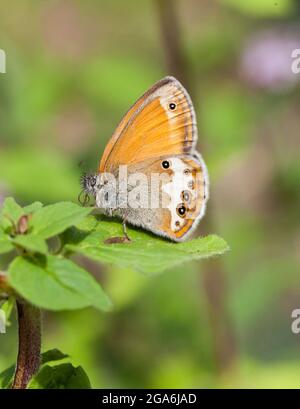 COENONYMPHA ARCANIA farfalla di brughiera Foto Stock