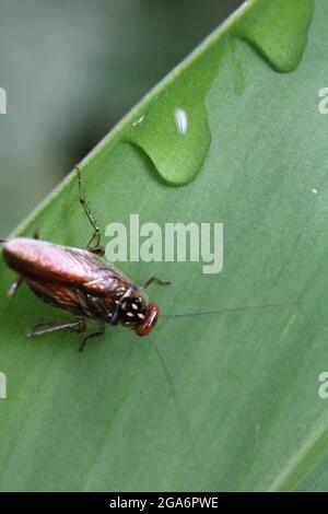 Macro shot di uno scarafaggio di foresta marrone su una foglia bagnata Foto Stock