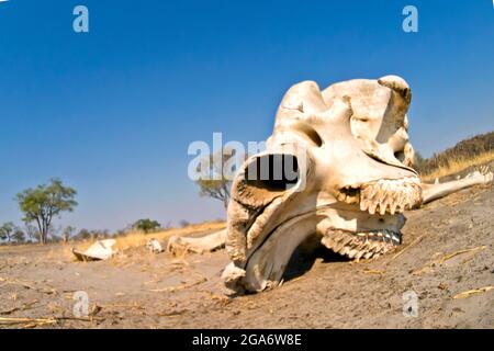 Scheletro di elefante, Loxodonta africana, Parco Nazionale di Chobe, Botswana, Africa Foto Stock