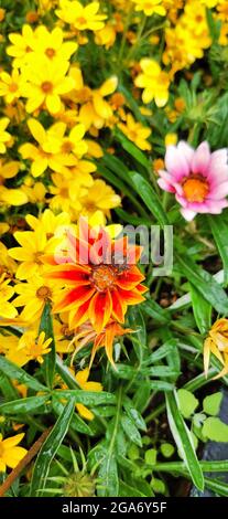 Gazania gialla o fiore del tesoro o gazania splendens nel giardino. Tempo di fioritura. Messa a fuoco selettiva. Fiori di fiore sfondo. Sfondo natura Foto Stock