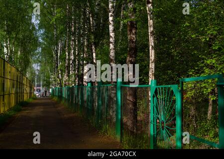 La strada tra le recinzioni. Il sentiero del parco. Birches lungo la recinzione. Foto Stock