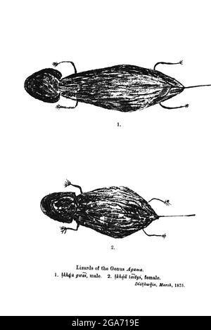 Dipinto sulle pareti delle grotte dal libro ' esemplari di folklore dei Boscimani ' di Bleek, W. H. I. (Wilhelm Heinrich Immanuel), Lloyd, Lucy Catherine, Theal, George McCall, 1837-1919 pubblicato a Londra da G. Allen & Company, ltd. Nel 1911. I popoli dei San (anche Saan), o Boscimani, sono membri di vari gruppi di cacciatori-raccoglitori indigeni di lingua khoe, Tuu, o Kxʼa, che sono le prime nazioni dell'Africa meridionale, e i cui territori si estendono dal Botswana, dalla Namibia, dall'Angola, dallo Zambia, dallo Zimbabwe, Lesotho e Sud Africa. Foto Stock