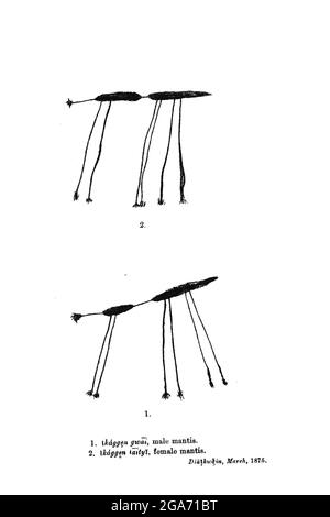 Boscimani (san) dipinto su roccia di Mantis dipinto sulle pareti di grotte dal libro ' esemplari di folklore di Bushman ' di Bleek, W. H. I. (Wilhelm Heinrich Immanuel), Lloyd, Lucy Catherine, Theal, George McCall, 1837-1919 pubblicato a Londra da G. Allen & Company, ltd. Nel 1911. I popoli dei San (anche Saan), o Boscimani, sono membri di vari gruppi di cacciatori-raccoglitori indigeni di lingua khoe, Tuu, o Kxʼa, che sono le prime nazioni dell'Africa meridionale, e i cui territori si estendono dal Botswana, dalla Namibia, dall'Angola, dallo Zambia, dallo Zimbabwe, Lesotho e Sud Africa. Foto Stock