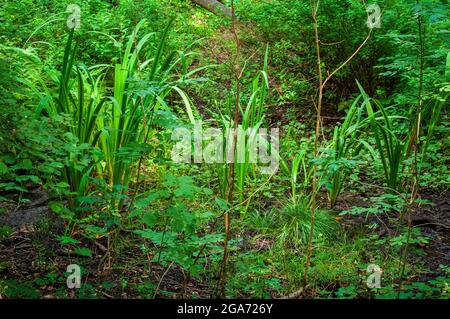 Canne d'acqua che crescono in terra boggy nel sole del pomeriggio in Highcliffe Wood a Bents Green, Sheffield. Foto Stock