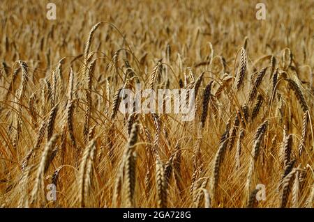 Orecchie in un campo di emmer. Foto Stock