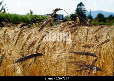 Orecchie in un campo di emmer. Foto Stock