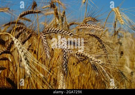Orecchie in un campo di emmer. Foto Stock