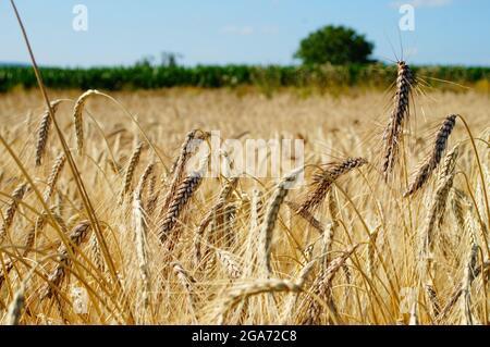 Orecchie in un campo di emmer. Foto Stock