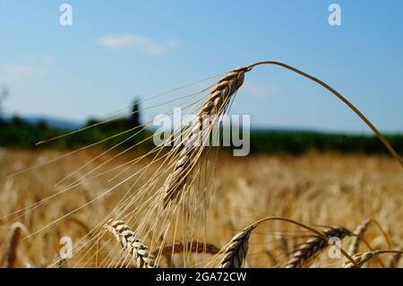 Un orecchio maturo di Emmer in un campo. Foto Stock