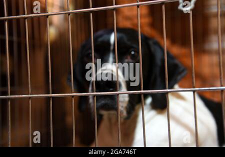 Cane con gli occhi tristi si siede in una gabbia. Concetto di animali domestici senza casa e rifugio per cani e gatti. Gabbia metallica per il trasporto di animali Foto Stock