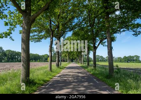 Una piccola strada tra alberi in un tipico paesaggio olandese in una giornata di sole nei paesi bassi Foto Stock