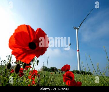 Fiori di papavero nel campo con turbine eoliche sullo sfondo e cielo blu a Windpark Ravensteiner Höhe, Erlenbach, Germania, copia s Foto Stock