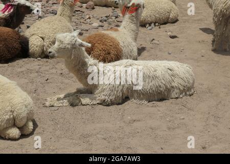 Alpaca animale in Perù pelliccia tipo soffice bianco pelliccia seduta sole sunning un sacco di animali femmina maschio fleece lama mammal Sud America Llama crossbreed Foto Stock