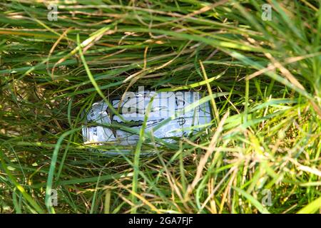Scartato lattina di Monster Energy drink in campagna, Surrey, Inghilterra, UK, 2021 Foto Stock